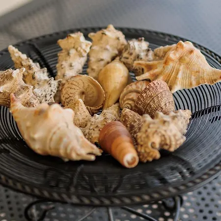 Buena Vida ザダル